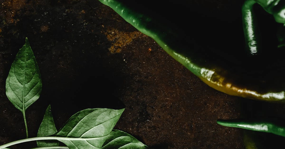 Hot Chilli слот игра с огненными символами и барабанами